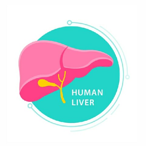 Liver Function Test